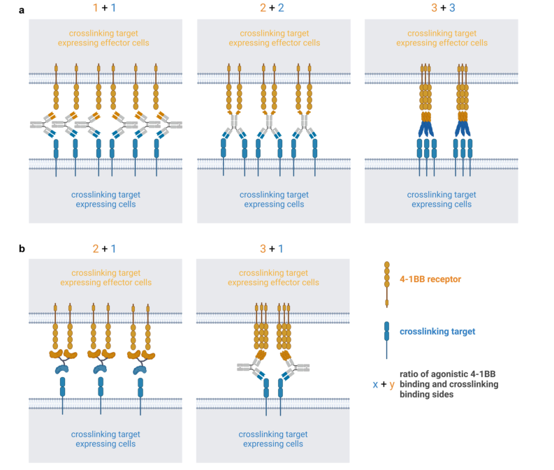 新一代4-1BB激动剂的开发 ：旨在更安全、有效