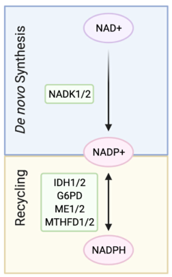 Redox Biol：NADK是转移性乳腺癌的一个重要且急需的治疗靶点