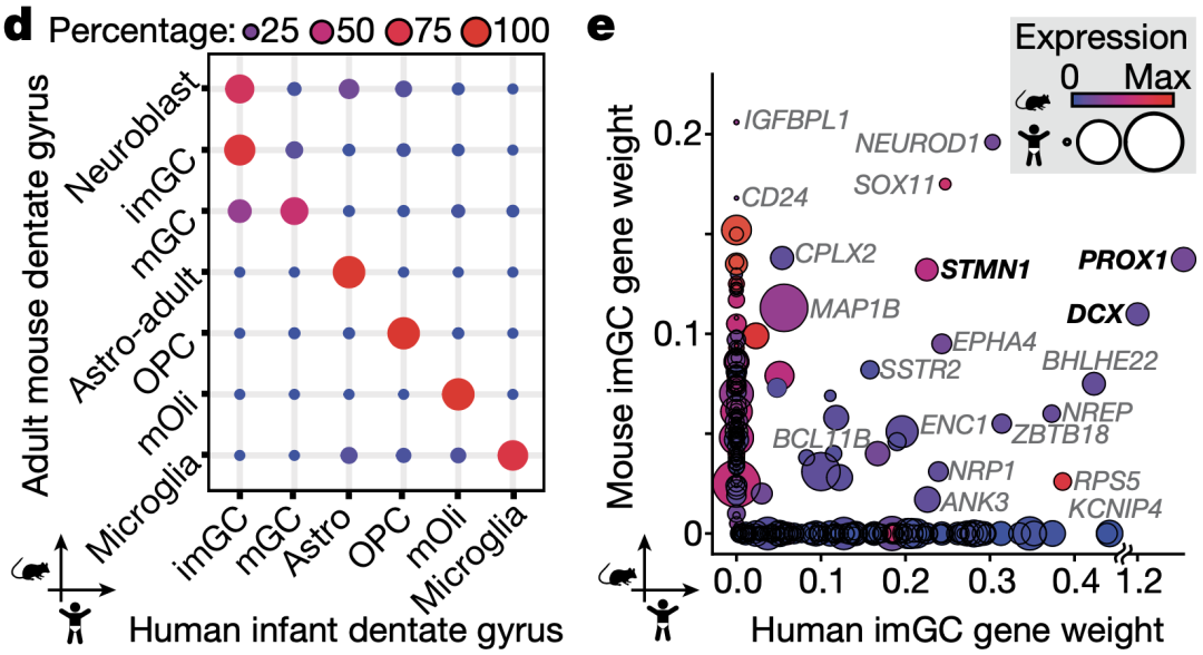 《自然》：华人科学家重磅成果，给成人神经再生提供了铁证！