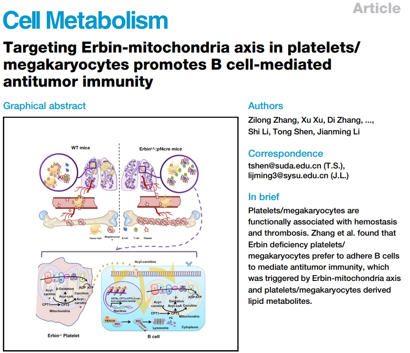 《细胞》子刊：中山大学/苏州大学团队发现，抑制Erbin蛋白可提升B细胞抗癌能力！