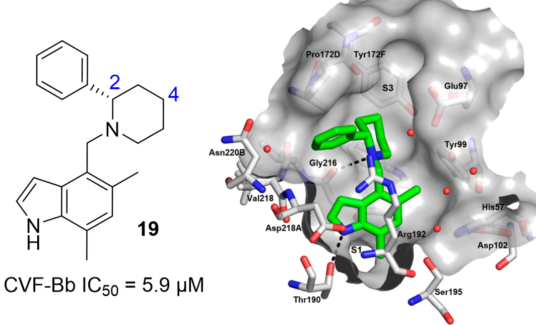 First-in-class的补体因子B抑制剂Iptacopan的药物设计