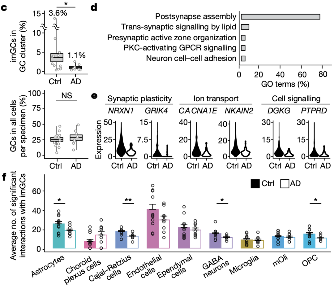 《自然》：华人科学家重磅成果，给成人神经再生提供了铁证！