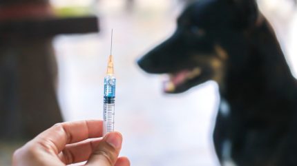 LakeShore commences BLA submission to DRAP for rabies vaccine