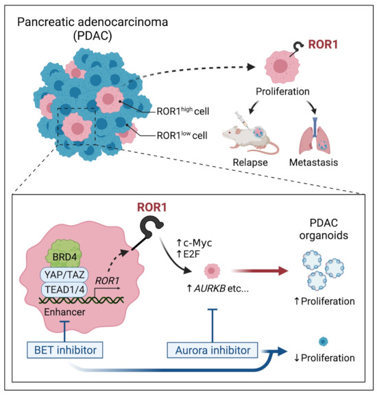 EMBO J：科学家发现一种能帮助识别胰腺癌中肿瘤启动细胞的特殊细胞表面标志物