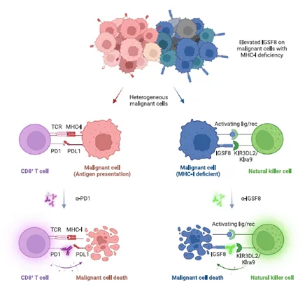 可能治疗多种癌症！抗癌新靶点登《细胞》，临床试验已开展