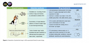 New review proposes gene-edited Beagles as a complementary model for autism research