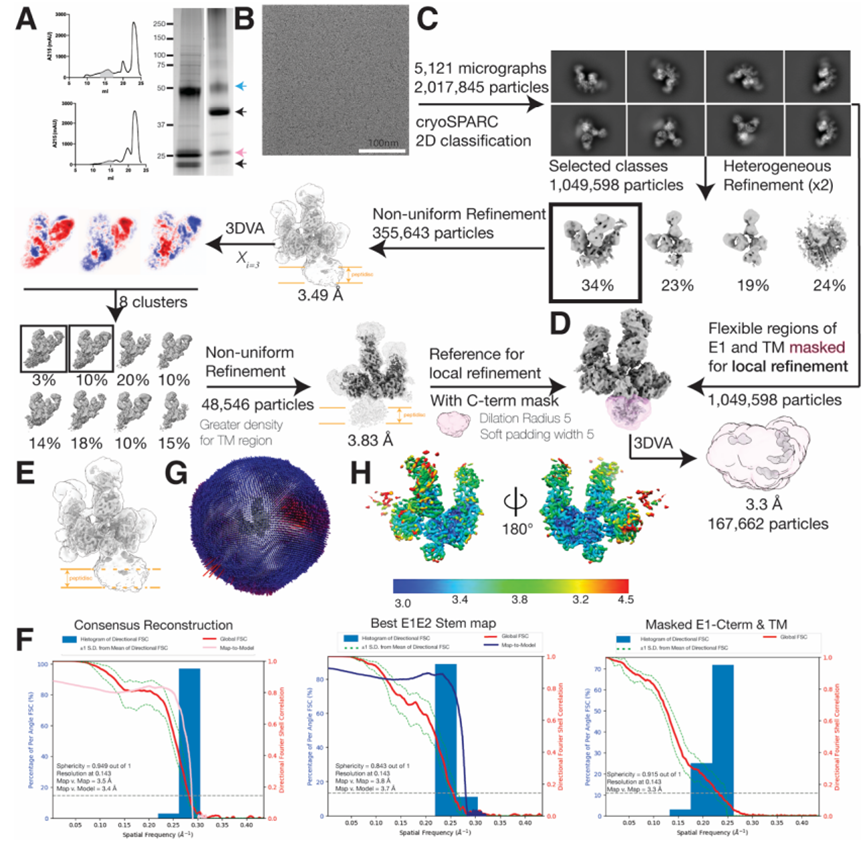 Science：重大进展！解析丙型肝炎病毒E1E2蛋白复合物的三维结构