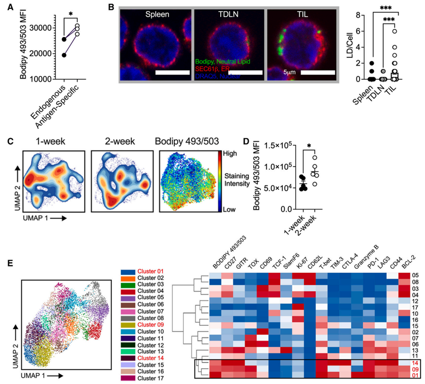 《细胞·代谢》：科学家揭示瘤内T细胞囤油不耗油、变身守油奴的机制！