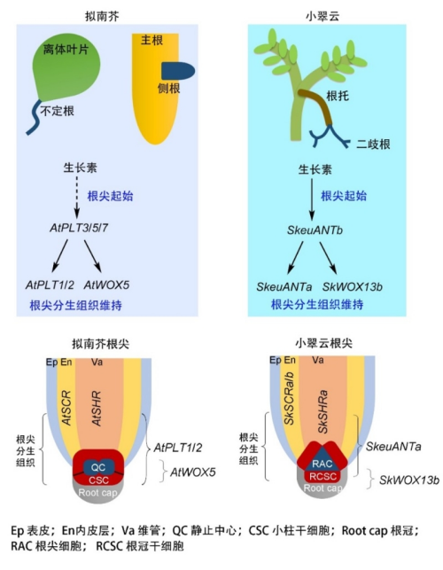 研究揭示植物根分生组织的分子进化历程