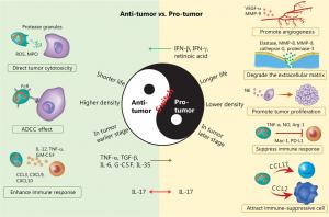 Tumor allies or foes? Unraveling neutrophil roles in cancer