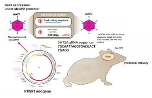 鼻内给药CRISPR基因编辑系统，绕过血脑屏障，治疗焦虑症