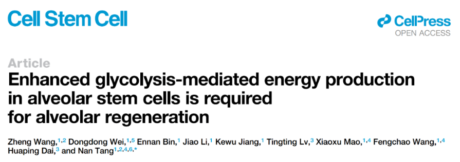 Cell Stem Cell：汤楠团队揭示衰老导致肺泡干细胞再生障碍的新机制