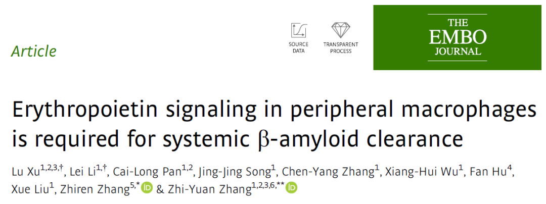 EMBO J：张志远/张志仁团队发现系统性清除Aβ新机制对阿尔茨海默病的重要意义