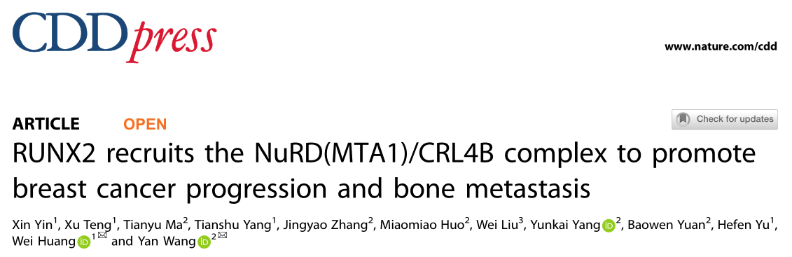 Cell Death & Differentiation: RUNX2是未来乳腺癌治疗策略的一个有前途的潜在靶点