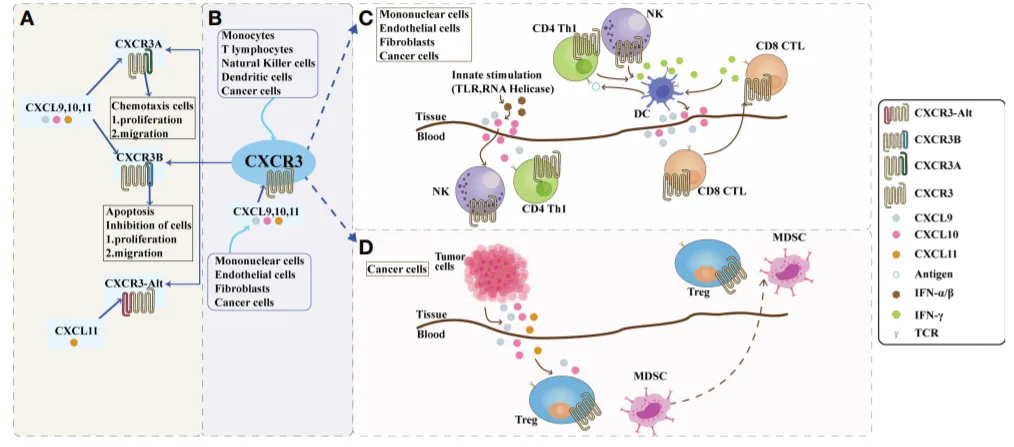 肿瘤免疫治疗的新靶点：CXCR3及其配体