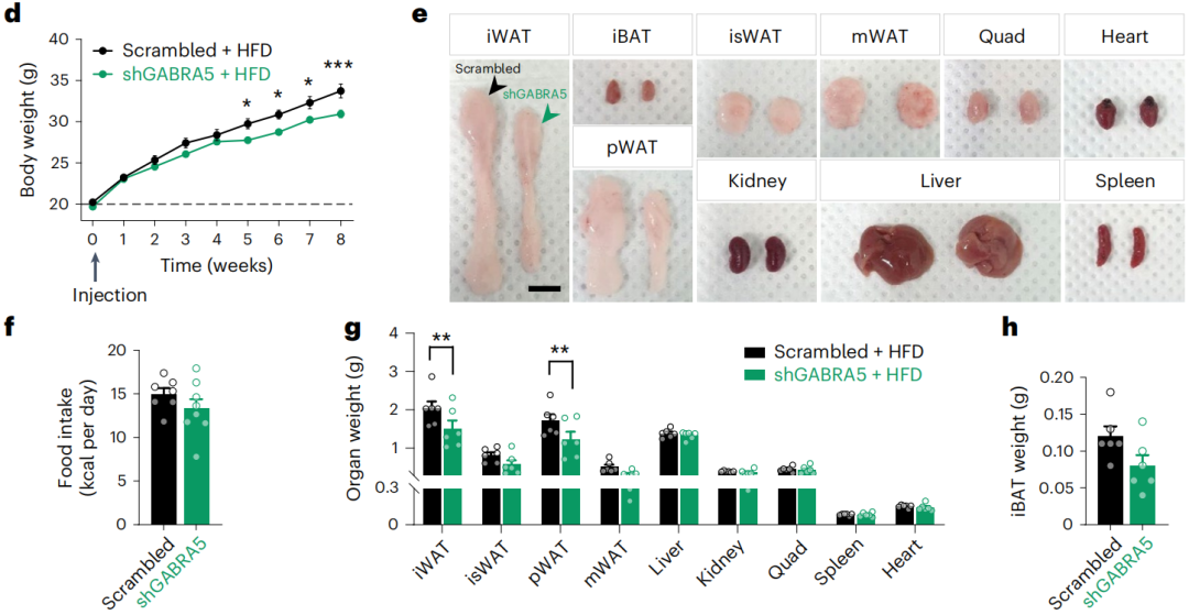 《自然·代谢》：当馋鬼和减肥全都要！科学家找到支配能量代谢的神经元，可以增加热量消耗，不用管住嘴也能减掉肥