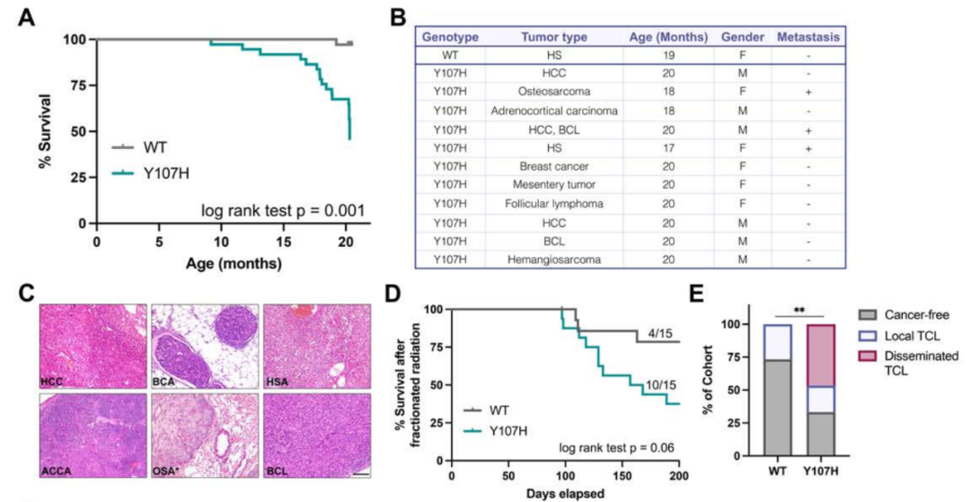 Cancer Discovery：揭开p53抑制肿瘤的关键机制