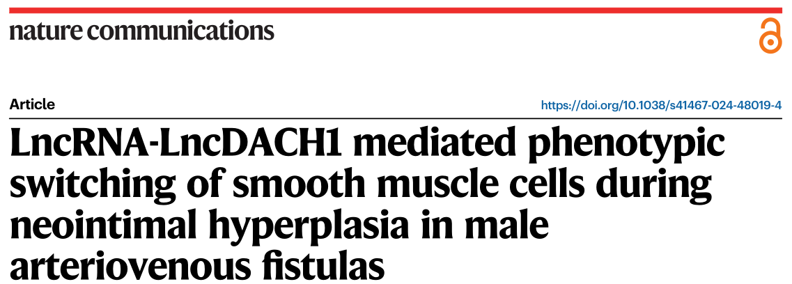 Nature子刊：LncRNA-LncDACH1在动静脉瘘新生内膜增生中起重要作用
