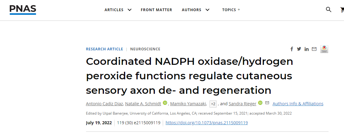 PNAS：新发现！过氧化氢或有望作为促进机体神经再生的愈合制剂！