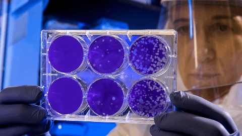 Celcuity to Present Results from the Pivotal Phase 3 VIKTORIA-1 Trial at the 2025 European Society for Medical Oncology (ESMO) Congress