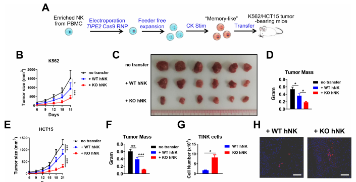 田志刚/孙昊昱/毕嘉成团队发现促进NK细胞过继治疗的新靶点