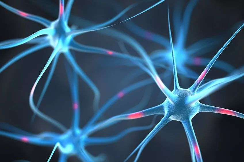 前沿 | 逆转大脑衰老，《科学》子刊揭示如何让成年大脑产生新的神经元