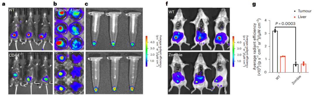新靶点+新载体：黎松团队通过siRNA联合化疗，增强抗肿瘤免疫反应