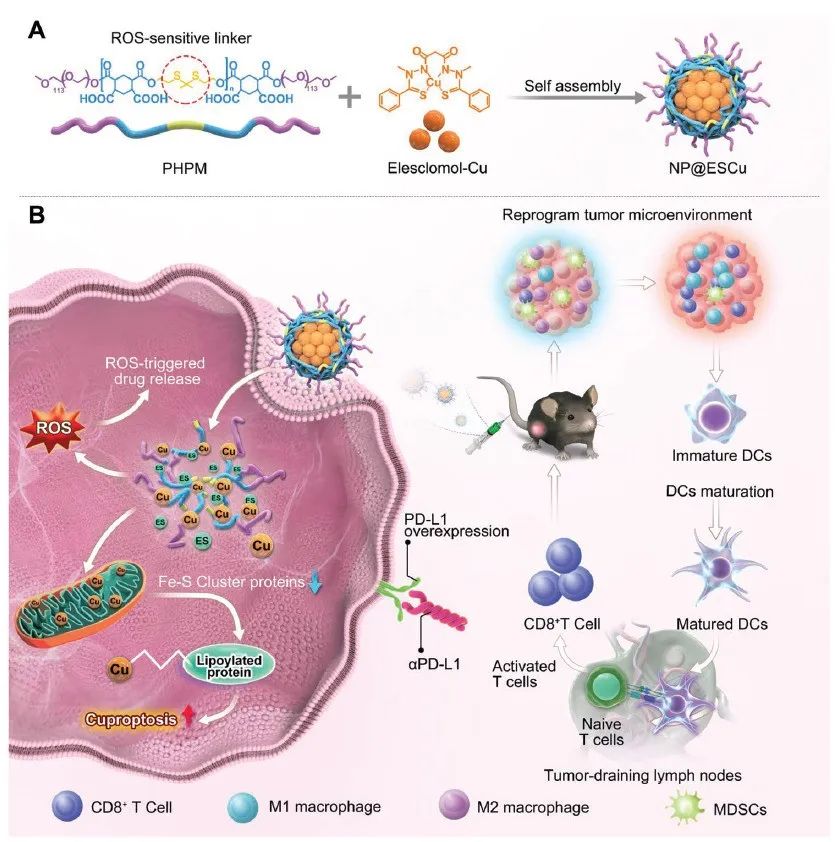 邢念增/肖海华团队首次开发铜死亡纳米药物，增强癌症免疫治疗效果