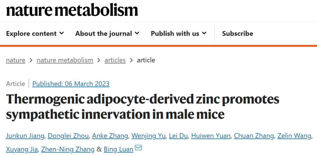 同济大学栾冰团队发现锌离子介导脂肪细胞与交感神经信号交流
