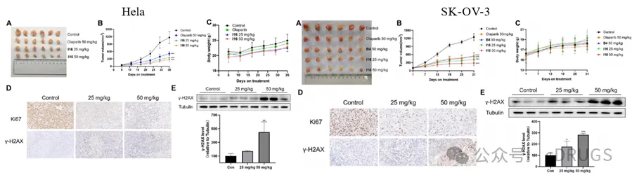 选择性PARP‑1抑制剂的设计和抗肿瘤研究