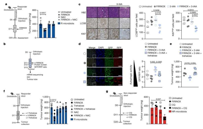 Nature：揭示肠道菌群代谢物促进胰腺癌化疗疗效的分子机制