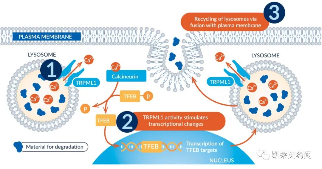 6.1亿美元！艾伯维、安进投资的神经退行性疾病公司--Caraway，被默沙东收购