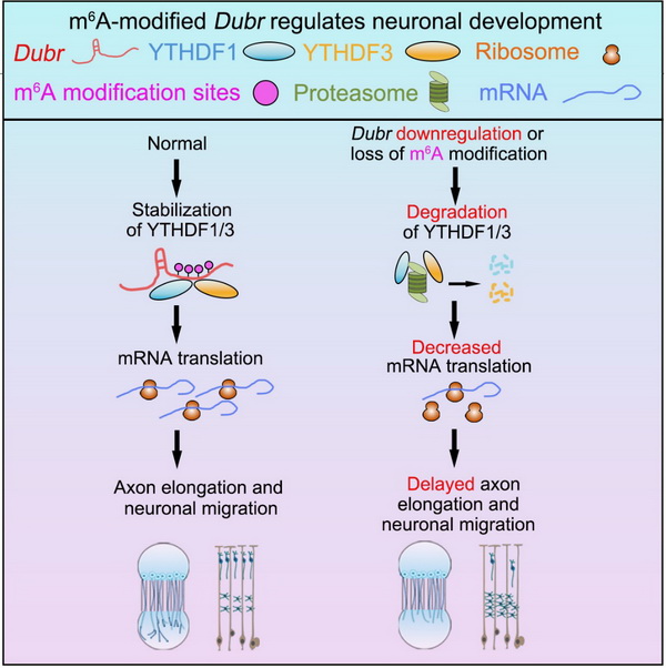 cell子刊：揭示m6A修饰的长链非编码RNA调控神经元的发育及机制