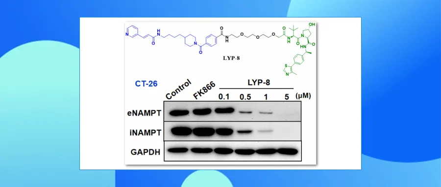 基于PROTAC的NAMPT降解剂用于阻断NAMPT的非酶致癌功能