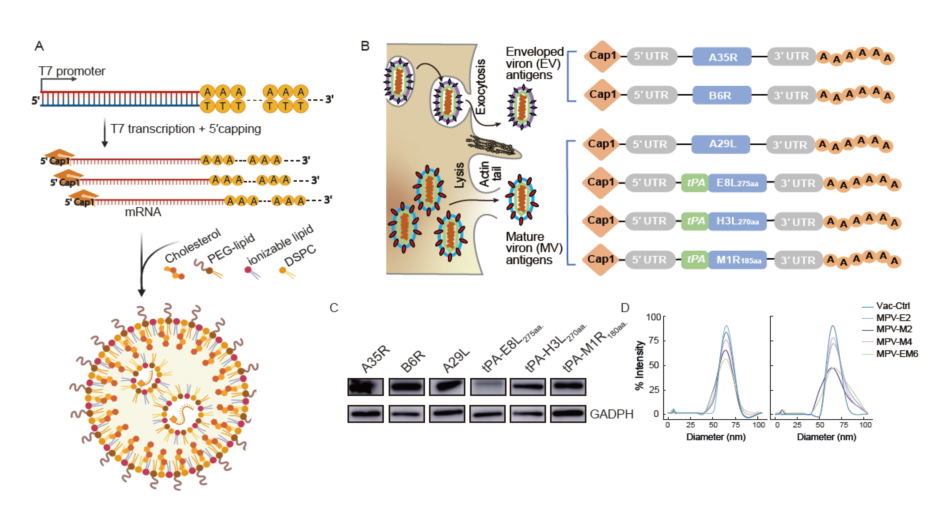 中国科学| 猴痘病毒mRNA疫苗的动物研究揭示多价抗原的增强保护机制