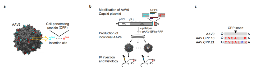 突破血脑屏障，新型AAV变体助力脑肿瘤和中枢神经系统遗传疾病的治疗