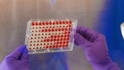 Vanda Pharmaceuticals Announces FDA Acceptance of Biologics License Application Filing for Imsidolimab for the Treatment of Generalized Pustular Psoriasis