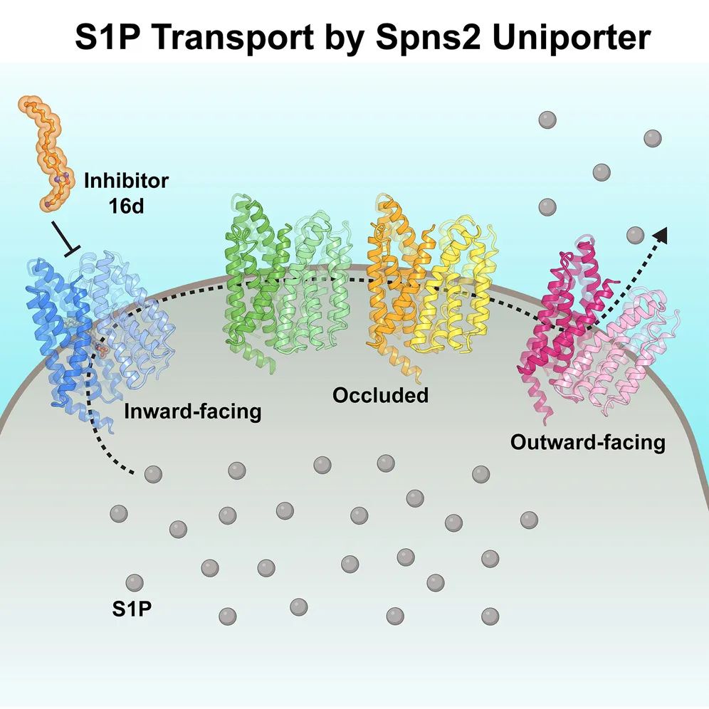 Cell：李佳学/李晓淳等解析Spns2介导的磷酸鞘氨醇转运机制