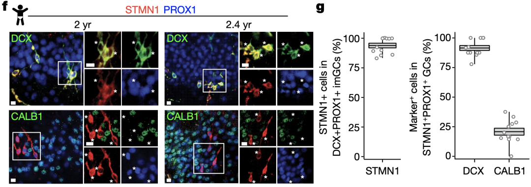 《自然》：华人科学家重磅成果，给成人神经再生提供了铁证！
