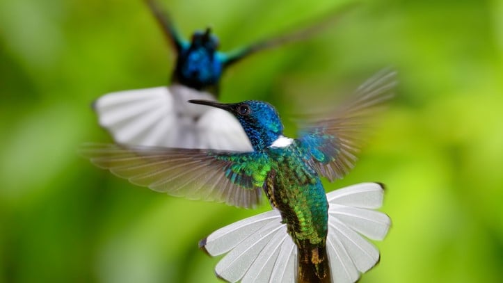 Hummingbird uses VISTA buzz to secure $290M pact for phase 2-ready tumor drug