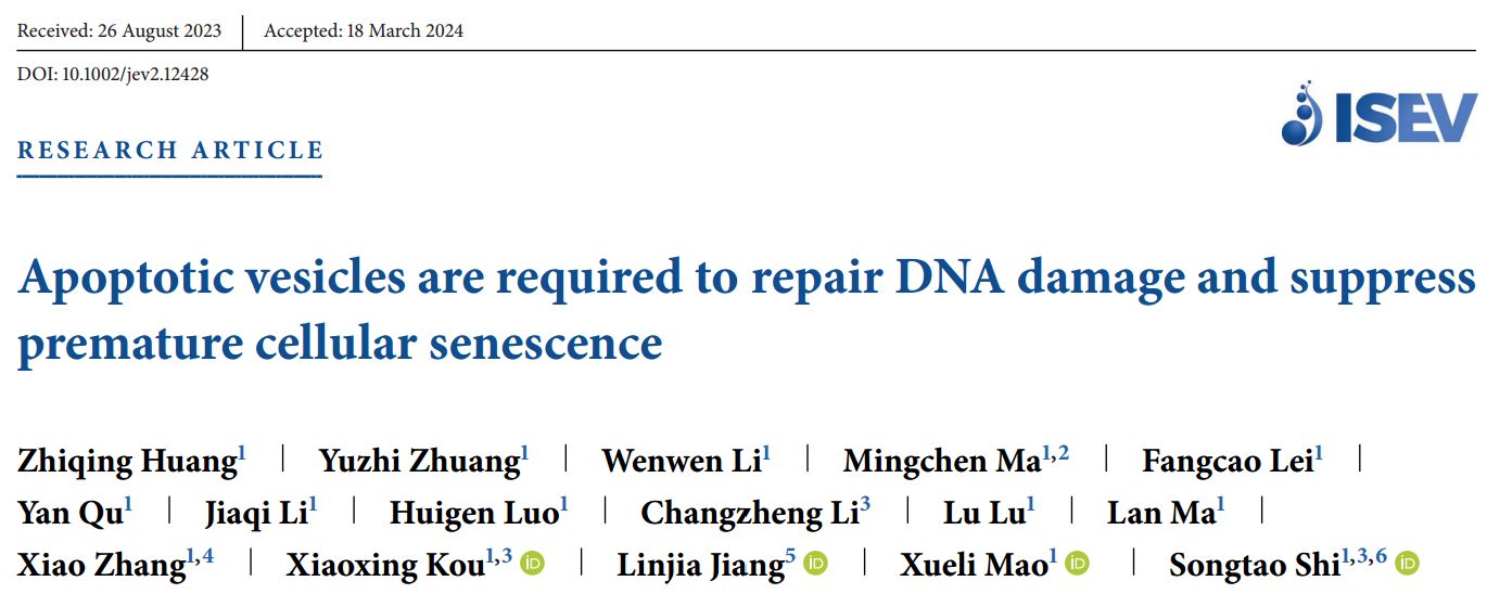 J Extracell Vesicles：细胞凋亡囊泡是修复DNA损伤和抑制细胞过早衰老所必需的