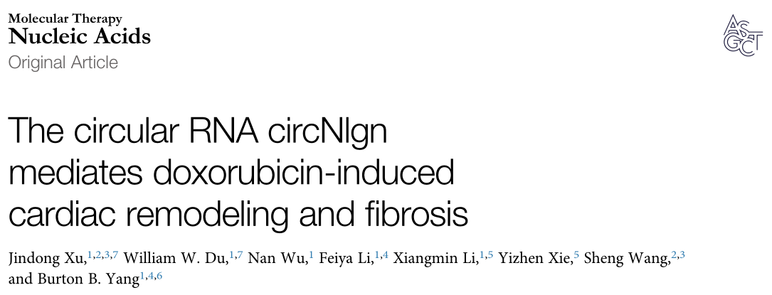 Molecular Therapy Nucleic Acids:  Nlgn环状RNA介导阿霉素诱导的心脏重构和纤维化