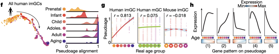《自然》：华人科学家重磅成果，给成人神经再生提供了铁证！