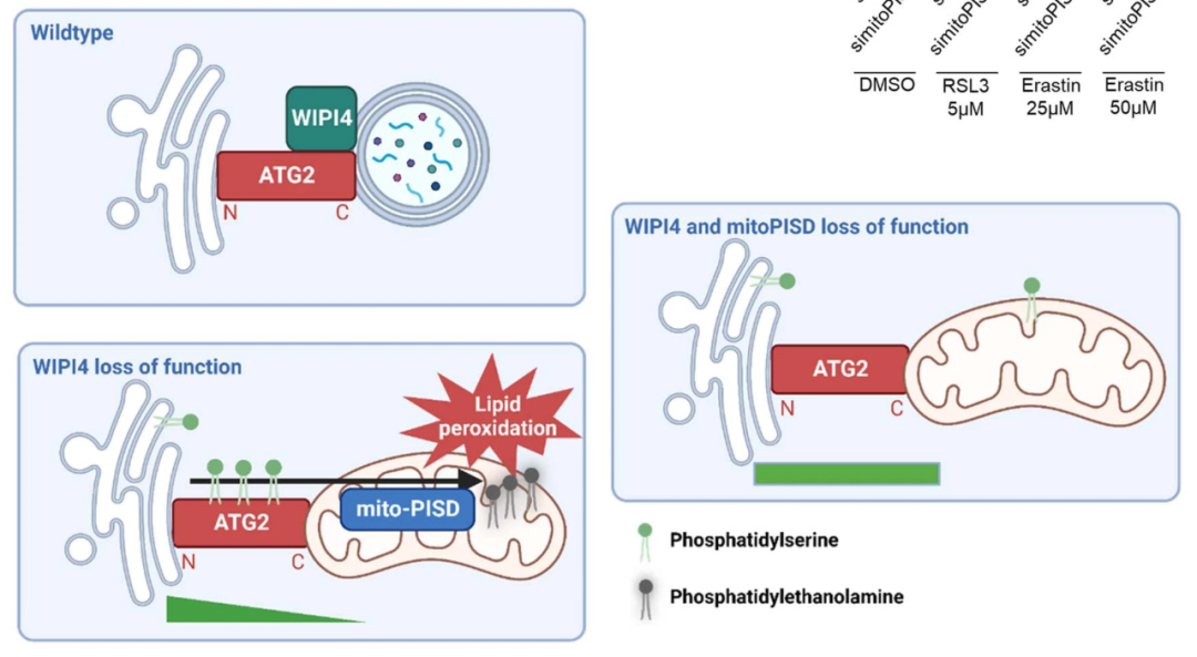 Nature子刊：神经退行性疾病中WIPI4缺失导致不依赖自噬的铁死亡