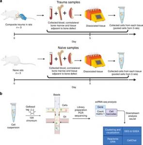 Study Uncovers How Immune Cells Contribute to Failed Bone Healing After Muscle-Bone Trauma