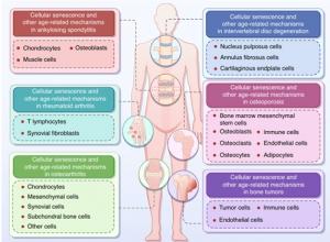 The Aging Blueprint: Understanding the Cellular Mechanisms of Skeletal Aging