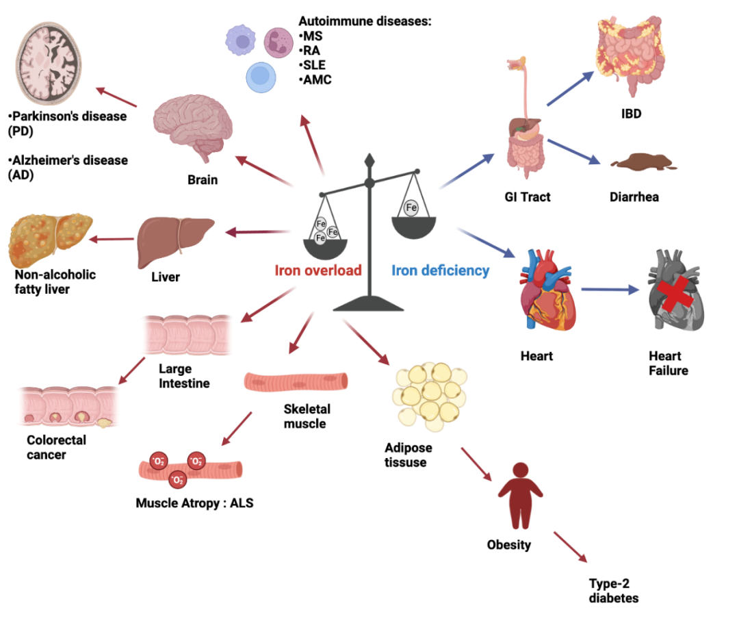 谢黎炜/印遇龙团队系统总结铁元素在肠道菌群稳态和宿主健康中的作用机理