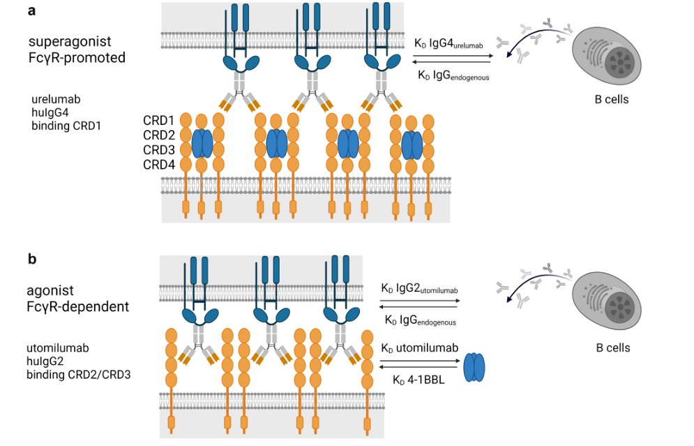 新一代4-1BB激动剂的开发 ：旨在更安全、有效