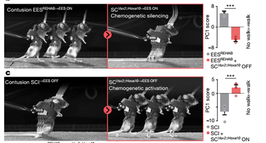 《自然》重磅：让瘫痪者再次行走，这项神奇技术只要5个月！