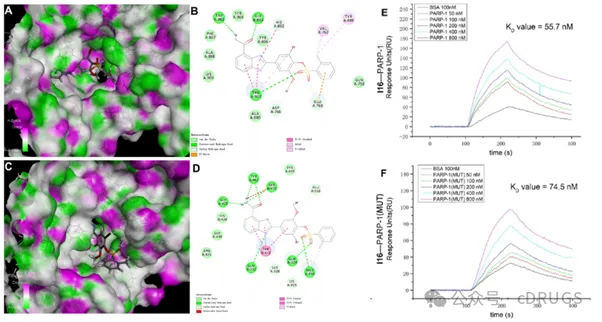 选择性PARP‑1抑制剂的设计和抗肿瘤研究